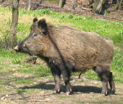 wildschwein.jpg