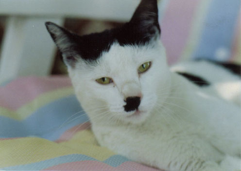 kitler.jpg